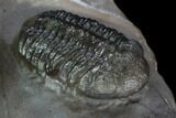 Two Austerops Trilobites With Partial Harpid - Jorf, Morocco #127737-9